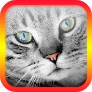 Скачать взломанную Переводчик на кошачий язык (Бесконечные монеты) версия 5.5 apk на Андроид