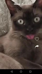 Скачать Смешные видео котиков, прикольные гифки, бесплатно (Неограниченные функции) версия 1.0.0 apk на Андроид