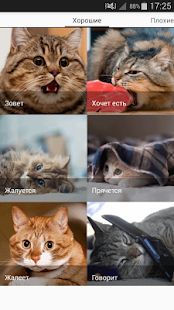 Скачать Звуки котов - поиграй с котами (Неограниченные функции) версия 1.19 apk на Андроид