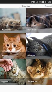 Скачать Звуки котов - поиграй с котами (Неограниченные функции) версия 1.19 apk на Андроид